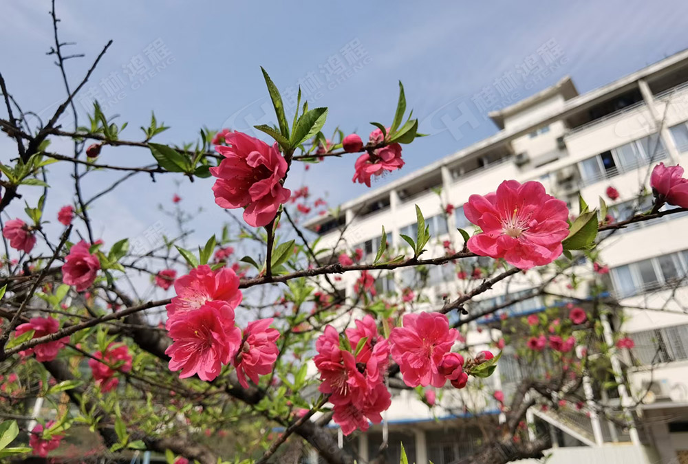 桂林鴻程花團錦簇，滿園春色，邀您一起共賞春景，共商大計！